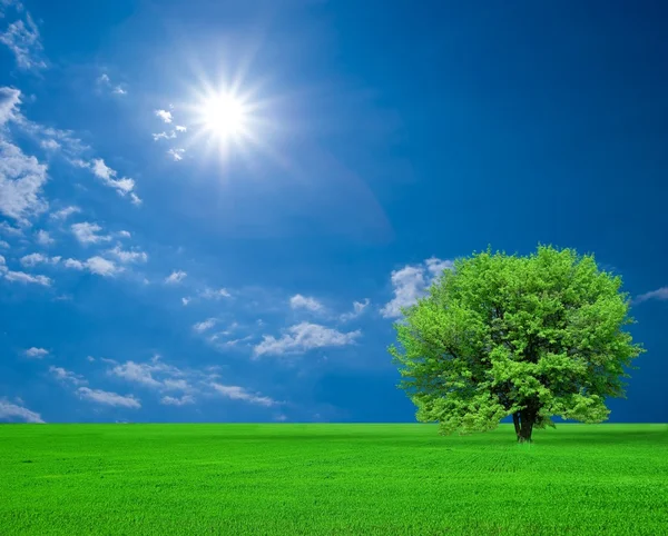 Зеленое дерево под сияющим солнцем — стоковое фото