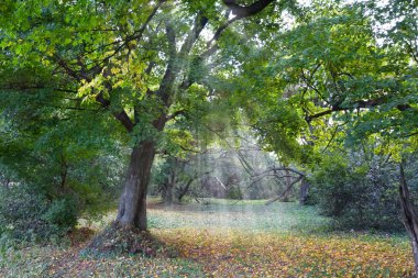 Oak in a forest glade in a rays of sun clipart