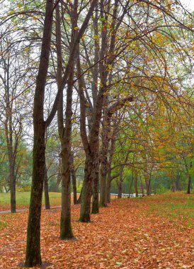 sessiz sonbahar park