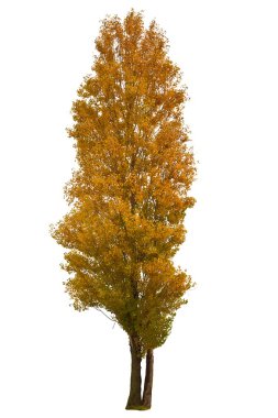 Red poplar isolated on a white background clipart