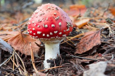 flyagaric mantar kuru yaprakları