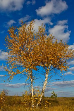 Beautiful autumn birch on a blue sky background clipart