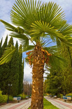 closeup palmiye ağacı