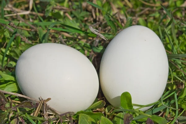 Dois ovo de pássaro em uma grama verde — Fotografia de Stock