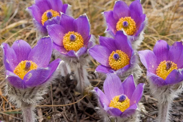 Haufen Frühlingsblumen im Gras — Stockfoto