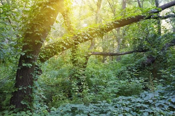 Çok güzel bir sabah yeşil ormanda güneş ışınlarının — Stok fotoğraf
