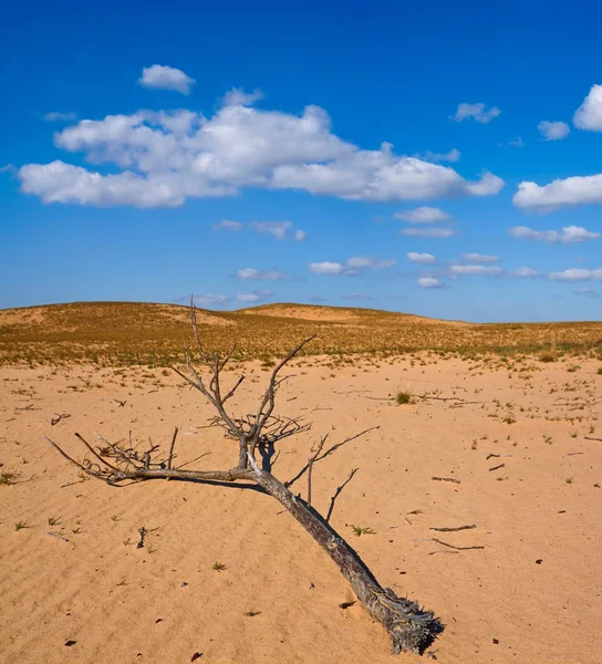 stock image Dry branch in a desert