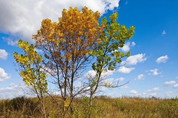 Autumn varicoloured oak on a blue sky background — Stock Photo, Image