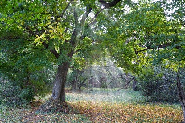 Oak in a forest glade in a rays of sun