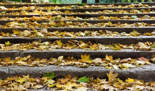 A száraz levelek kő lépcső — Stock Fotó
