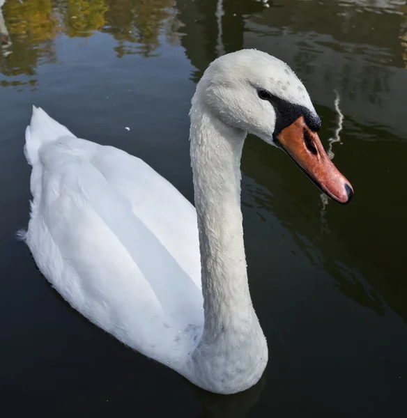 Closeup white swan — Stock Photo, Image