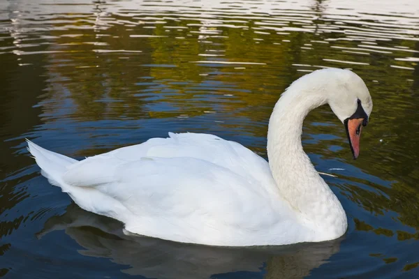 White swan on a water — Stock Photo, Image