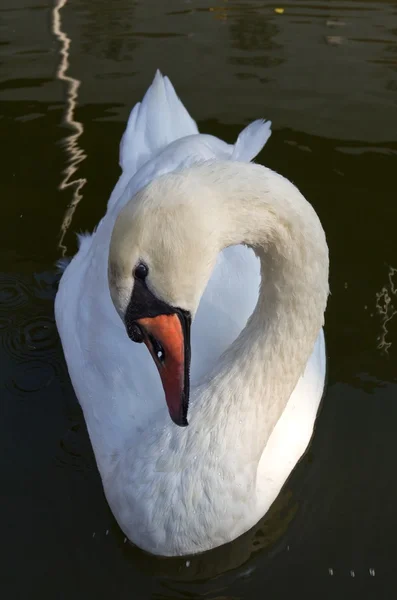 White swan on a water — Stock Photo, Image