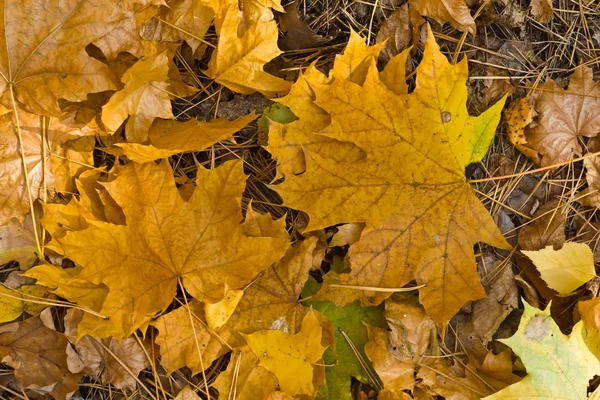 Dry autumn leaves — Stock Photo, Image