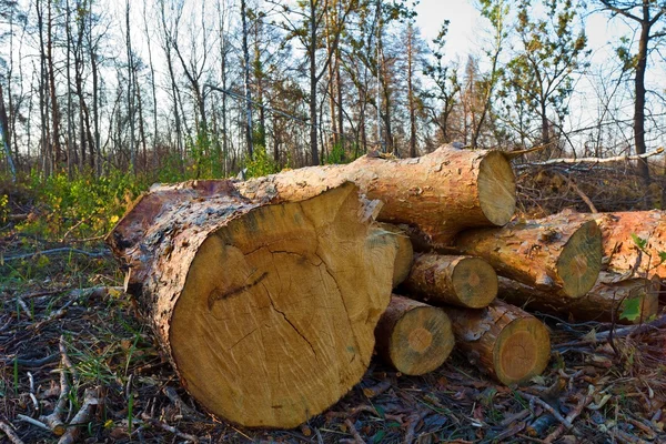 Heap of logs in a forest — Stock Photo, Image