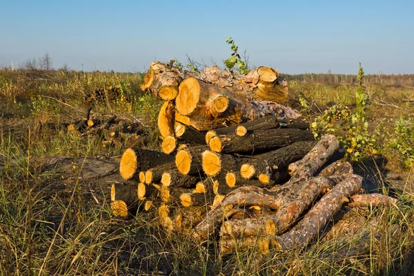 Свалка дров на лесной поляне — стоковое фото
