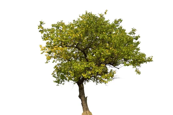 Green tree on a white background — Stock Photo, Image