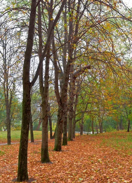 Cichego parku jesień — Zdjęcie stockowe