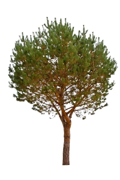 Beyaz bir arka plan üzerinde izole çam ağacı — Stok fotoğraf