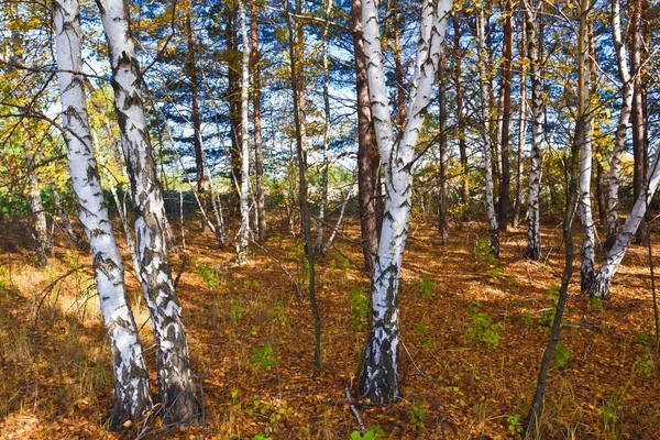 Autumn birch grove — Stock Photo, Image