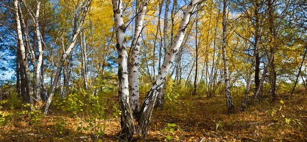 Podzimní březový háj panorama — Stock fotografie