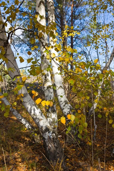 Beau bouleau d'automne avec feuillage doré — Photo