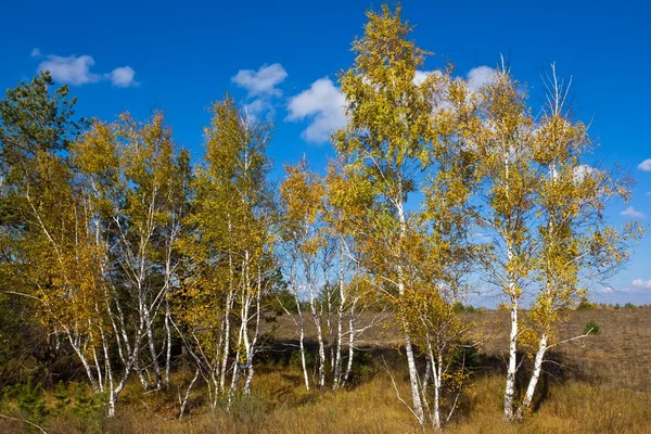 Autumn birch grove — Stock Photo, Image