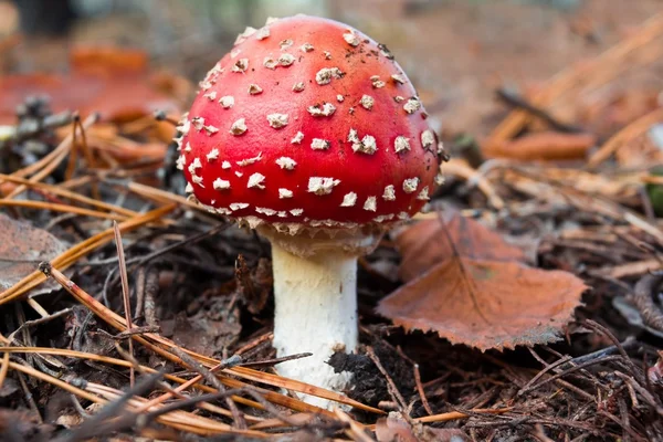 Beautiful fly-agaric mushroom — Stock Photo, Image