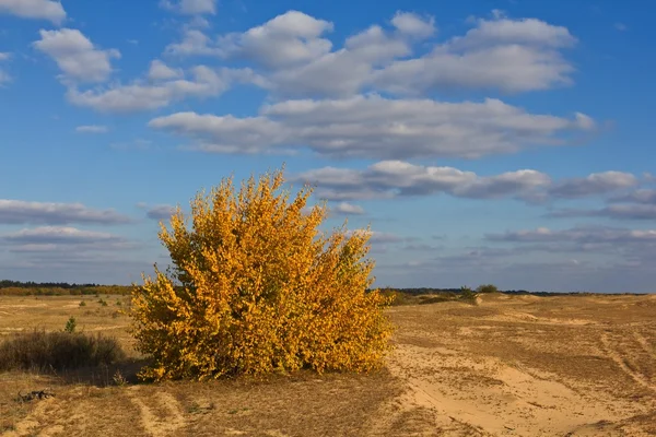 Ensam torra gula träd i en stäpp — Stockfoto