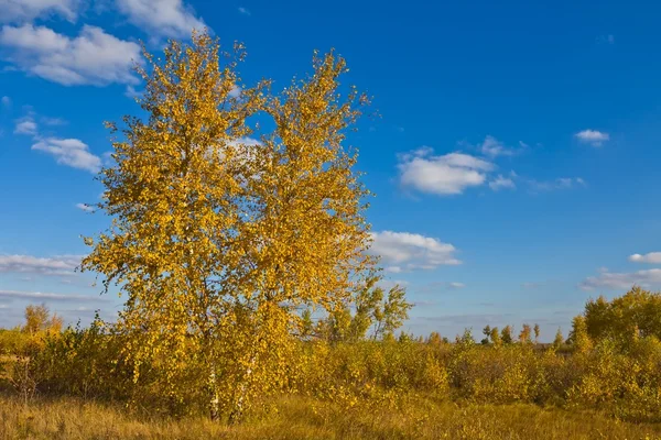Sam brzozy w prairie — Zdjęcie stockowe