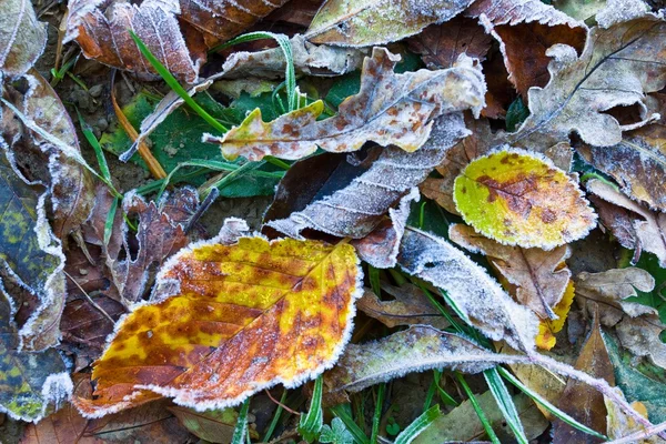 stock image Autumn leaves as a background