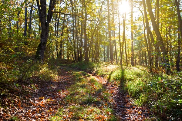 Осенний лес в лучах солнца — стоковое фото