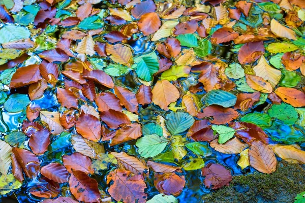 Jesienią liście varicoloured w wodzie — Zdjęcie stockowe