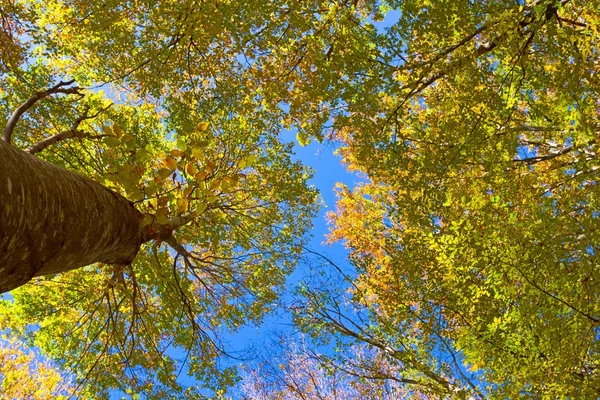 Sonbaharda ağaçların yüksek koyulugunu i asacak sekilde — Stok fotoğraf