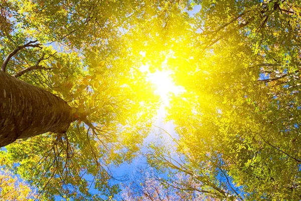 太陽の光線の高い木 — ストック写真