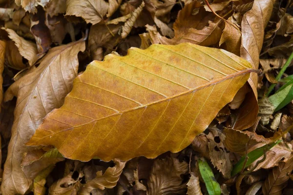 Closeup podzimní listí pozadí — Stock fotografie