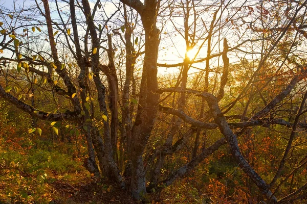Вечерний осенний лес — стоковое фото