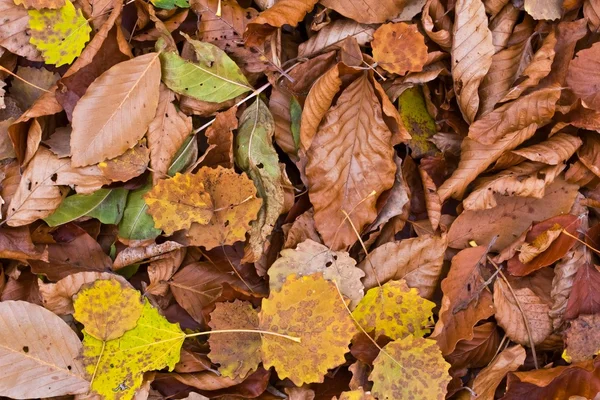 Primeros planos hojas de otoño como fondo — Foto de Stock