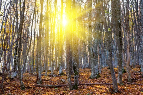 Floresta de faia de outono em raios de sol — Fotografia de Stock