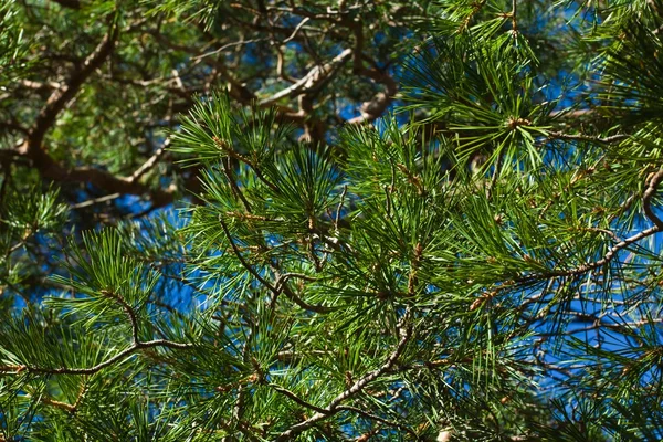 Pine tree branches as background — Stock Photo, Image