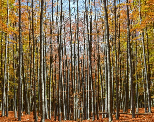 Güzel sonbahar kayın ormanı — Stok fotoğraf
