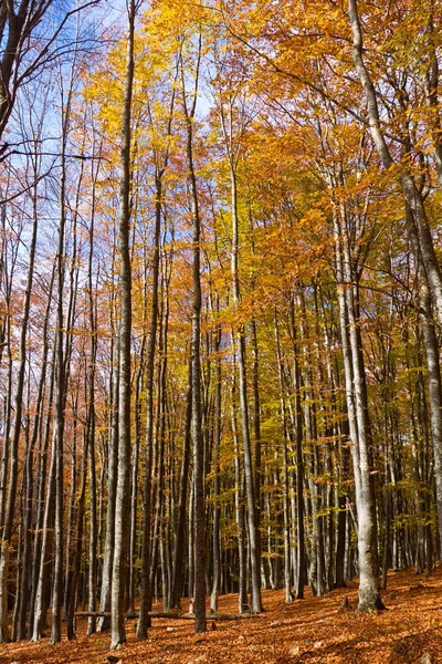 stock image Autumn beech forest