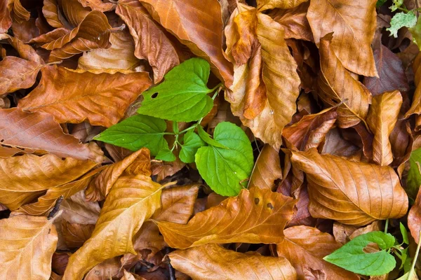 Latar belakang daun kering musim gugur — Stok Foto
