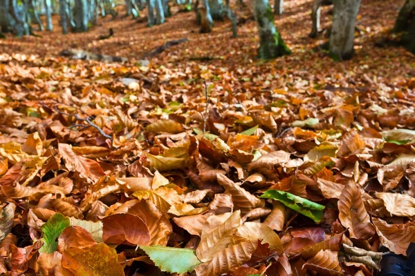 Nahaufnahme trockene Herbstblätter — Stockfoto