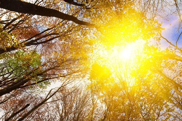 Sol brilhante em árvores altas — Fotografia de Stock