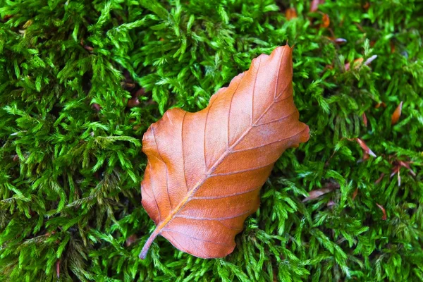 A zöld moha-száraz őszi levél — Stock Fotó