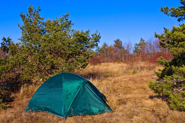 Turystyczne namiot w lesie sosnowym — Zdjęcie stockowe