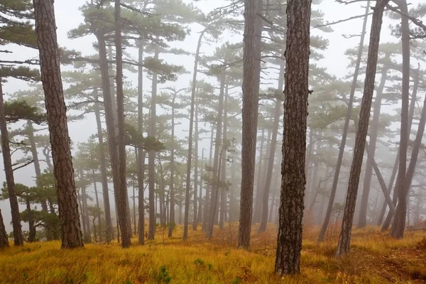 Hegyi fenyő erdő a ködben — Stock Fotó