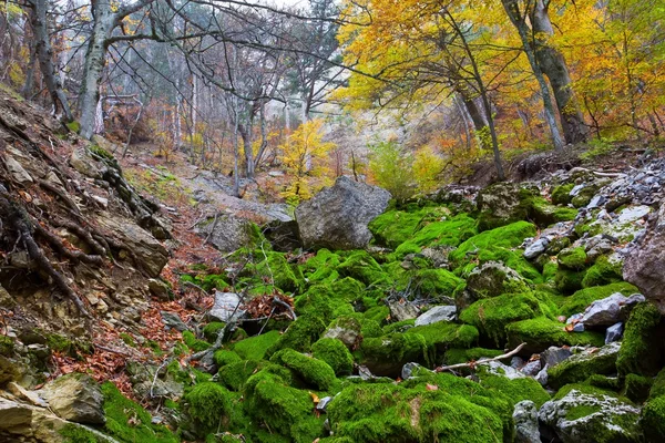 Old dry canyon in a moss — Stock Photo, Image