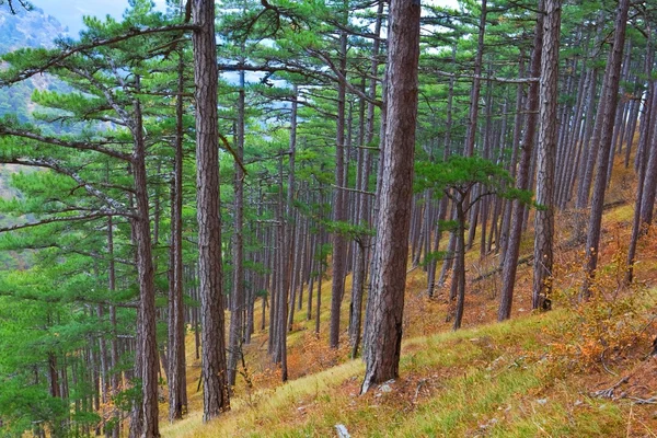 stock image Quiet pine forest